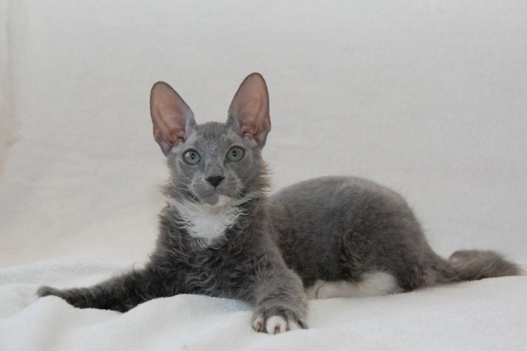 Метис Корниш Рекса