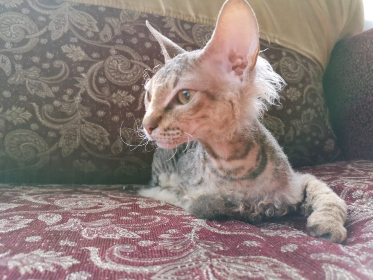 Котенок метис сфинкс