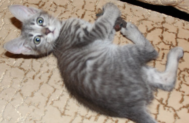 Метис сфинкса и британца