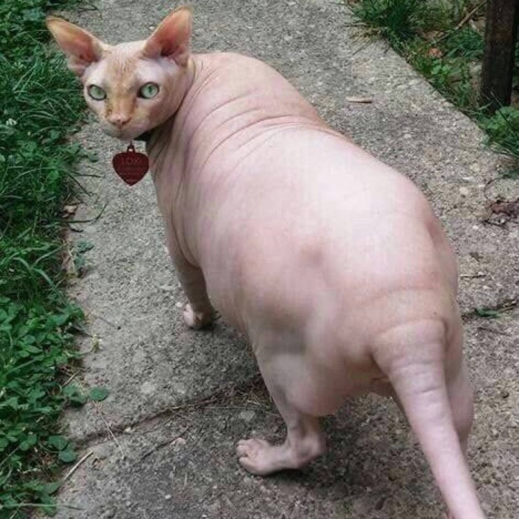 Сфинкс кошка жирные