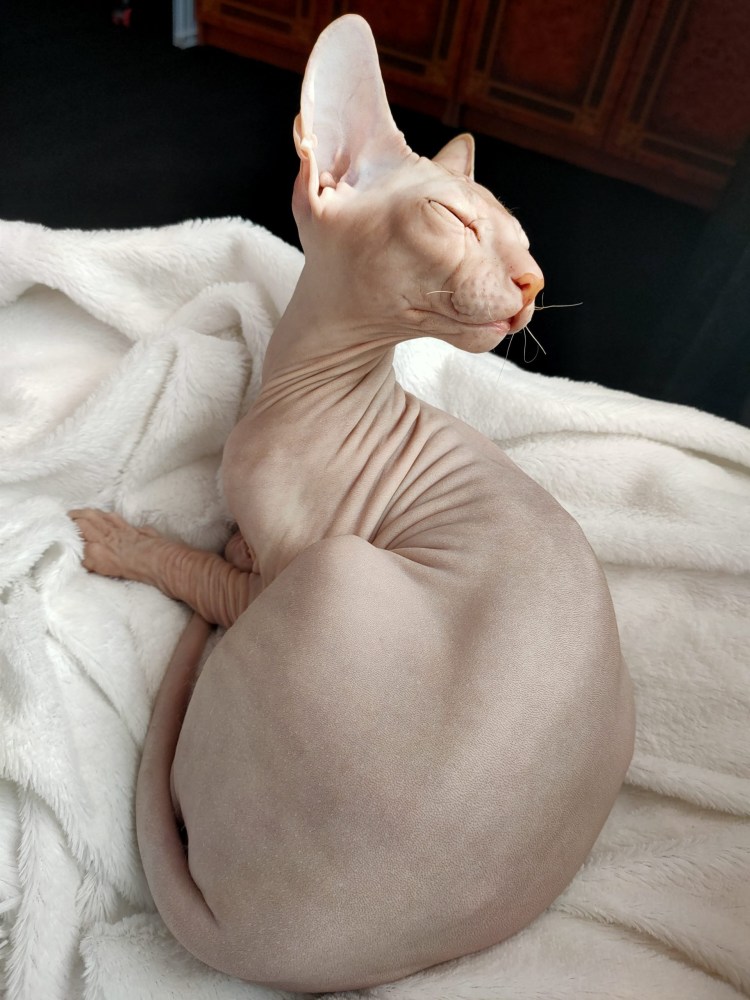 Кот Локки сфинкс