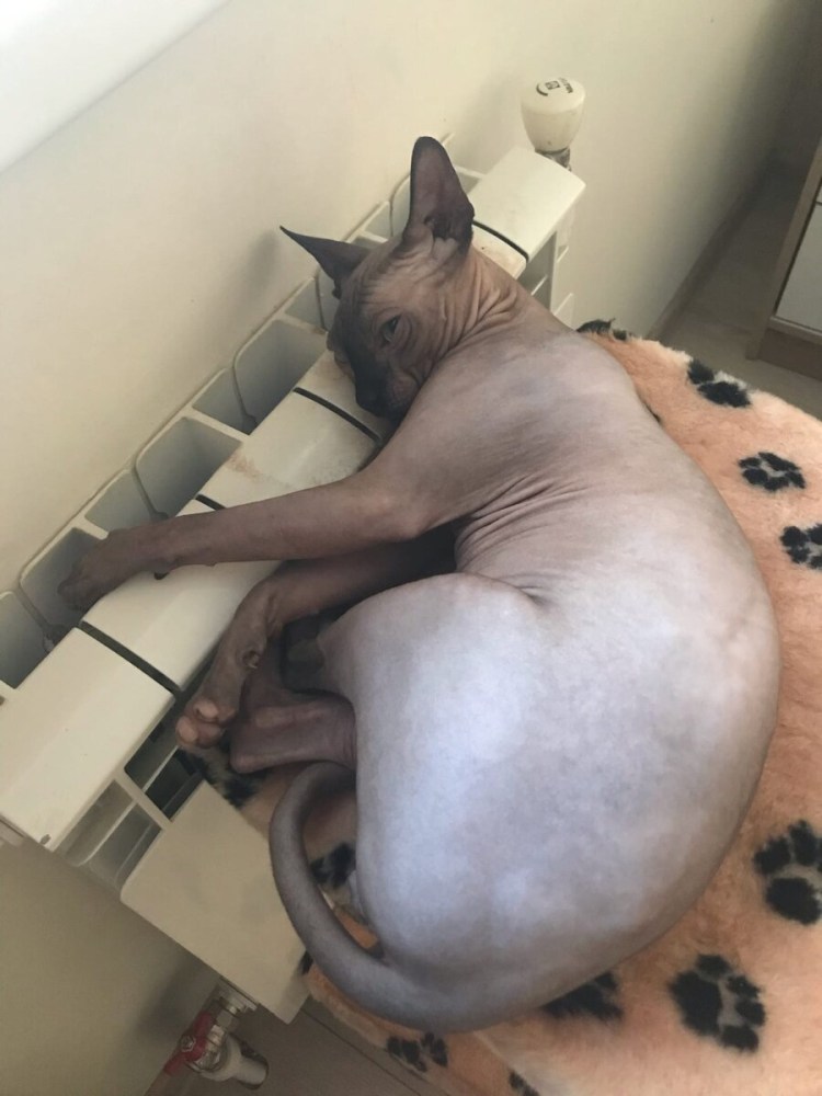 Сфинкс кошка