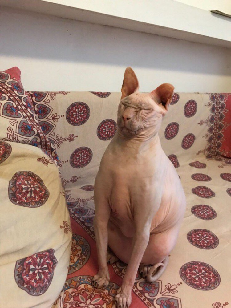 Смешные сфинксы