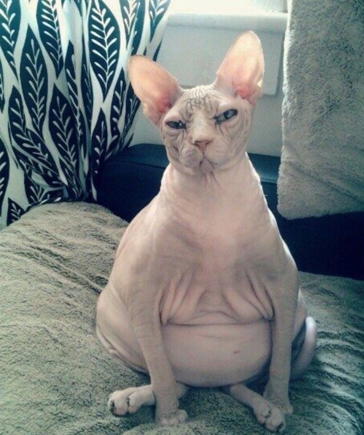 Толстый сфинкс фото