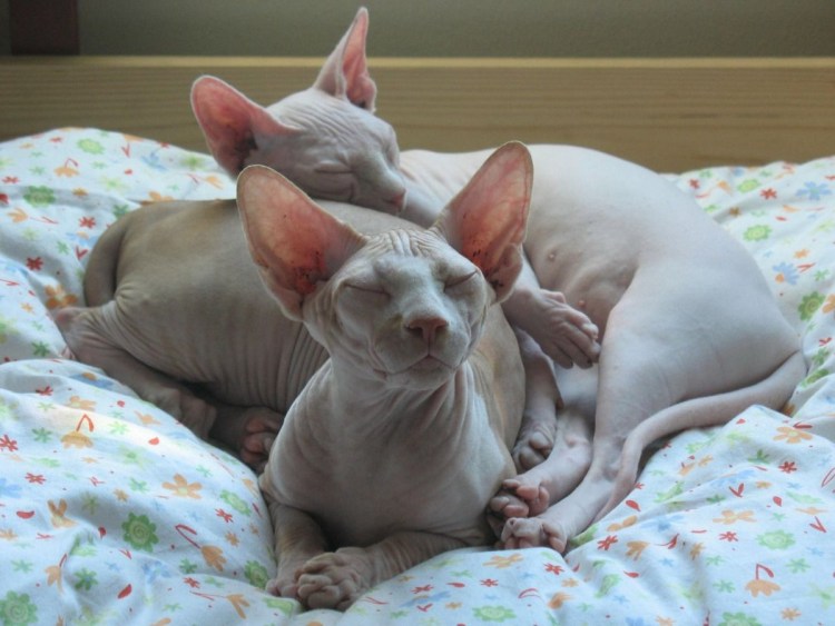 Сфинкс кошка