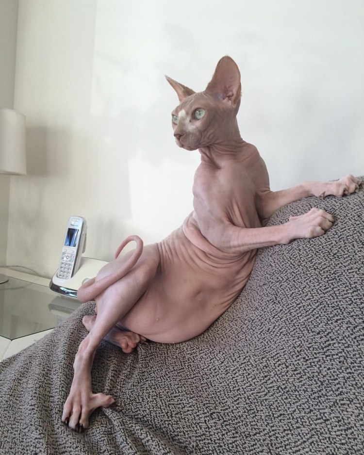 Кошачьи Сиси