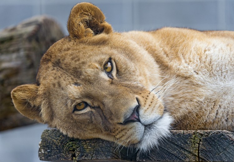 Львица в профиль