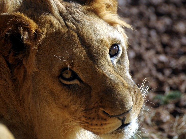 Львица в зоопарке