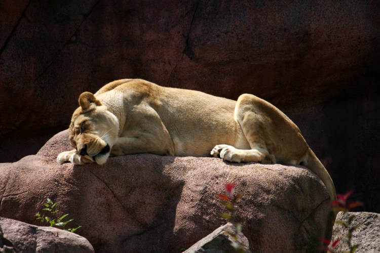 Красивая львица