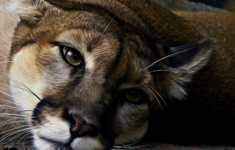 Львица спит