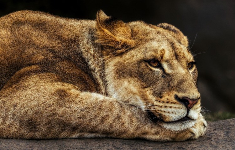 Львицы 2048 x 1152