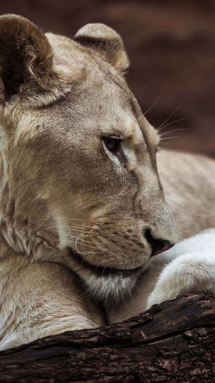 Львица на скале