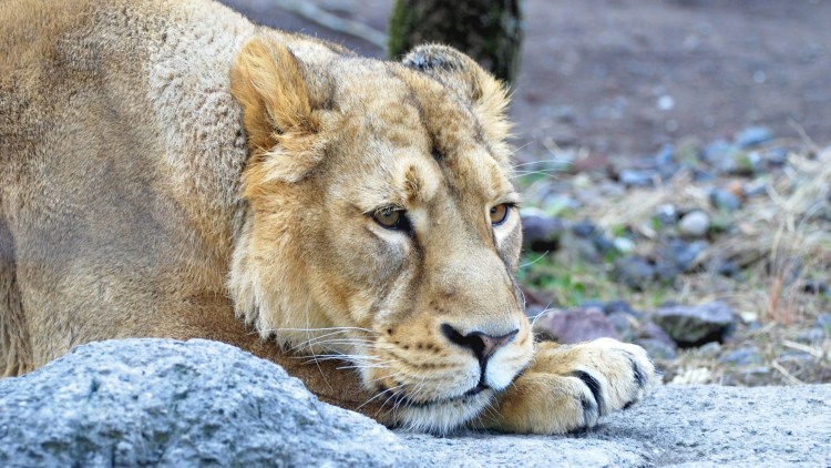 Очень грустная львица