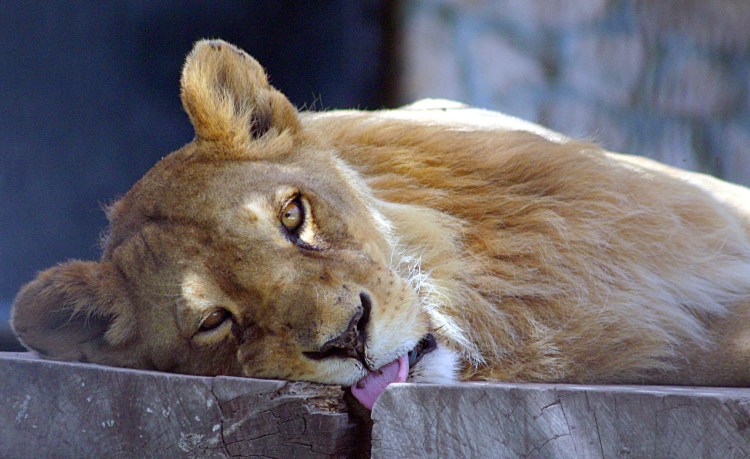 Плачущий Лев