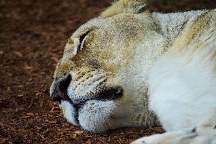 Львица лежит