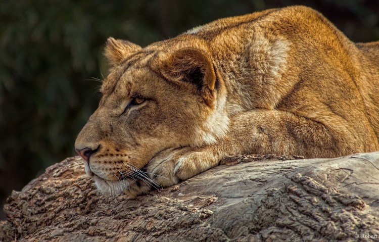 Уставшая львица