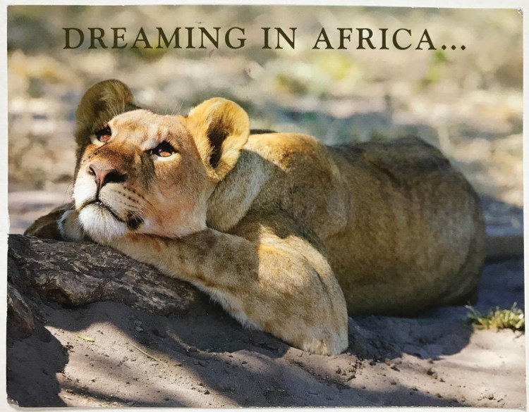 Львица лицо