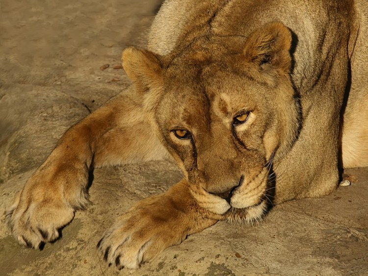 Лев с зелеными глазами