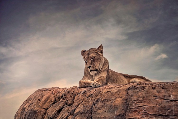 Одинокая львица