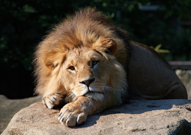 Красивая львица