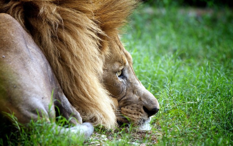 Лев спящий