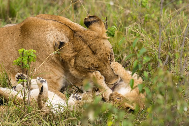 Лев и львица