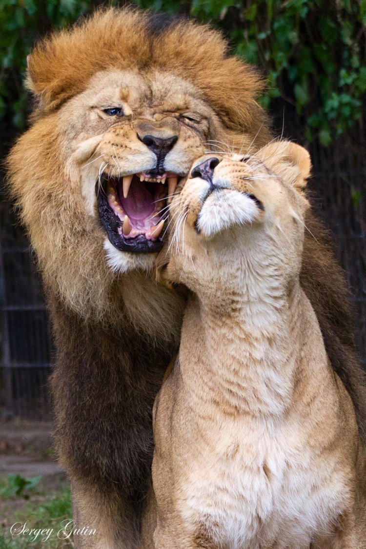 Поцелуй Льва