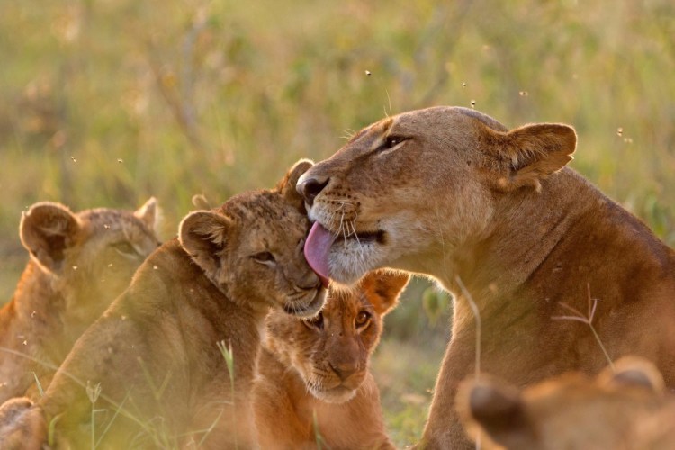 Львы любовь