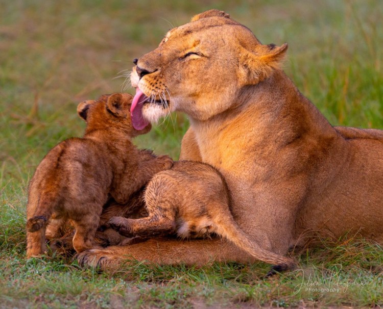 Животные страсть