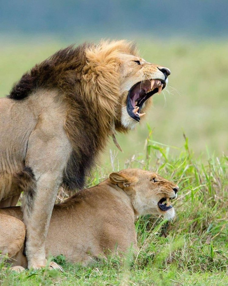 Лев и львица