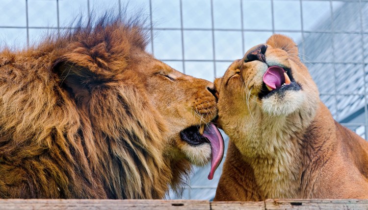 Лев и львица