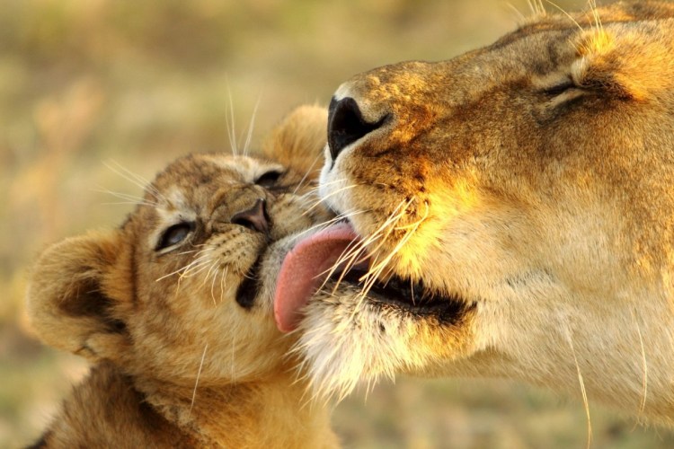 Львиная любовь