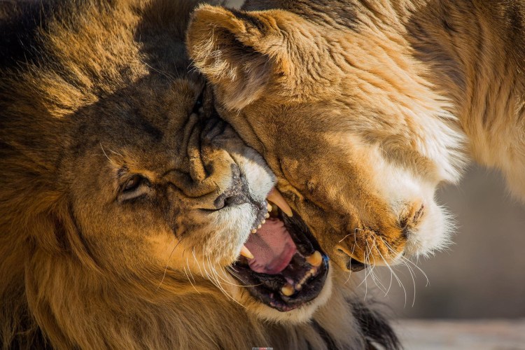 Лев облизывает