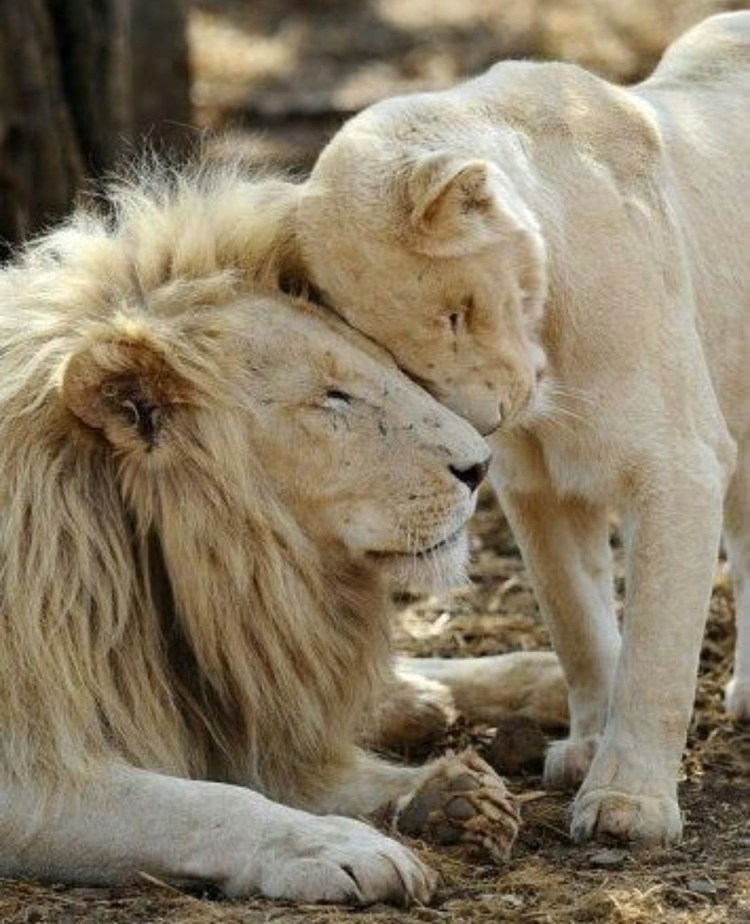 Влюбленные львы