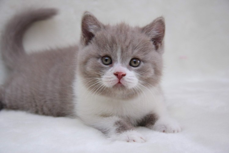 Экзот кошка голубая