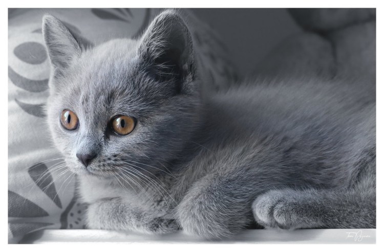 Две красивые кошки