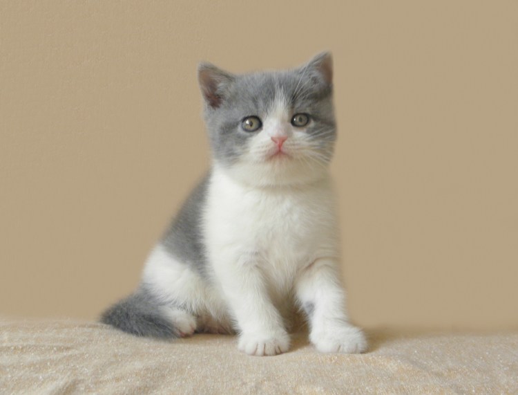 Серая кошка с белой грудкой