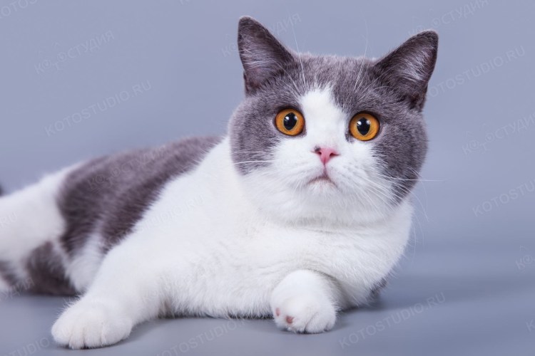 Британский кот серый с белым