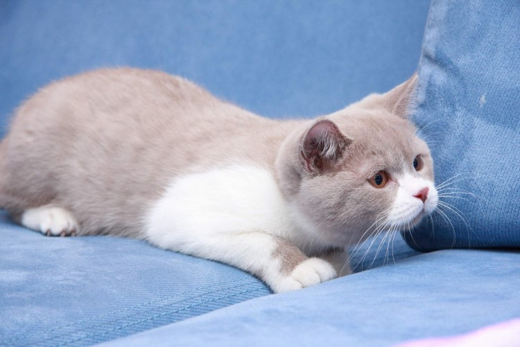 Шотландские прямоухие котята вискас