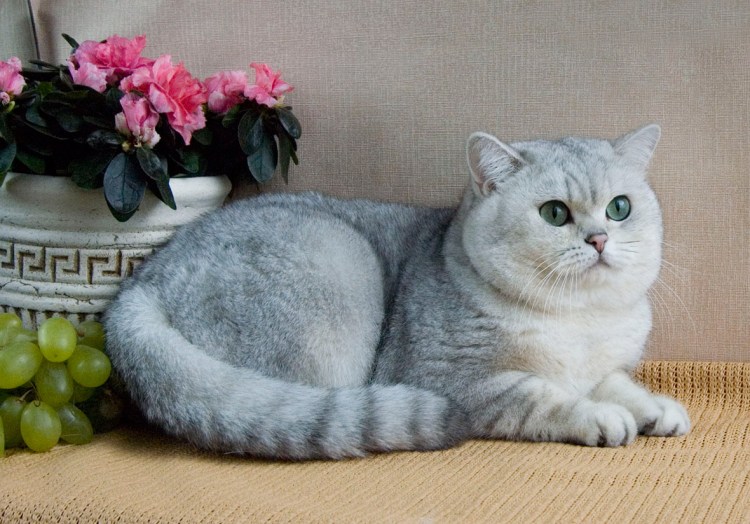 Картезианская кошка шартрез и Британская