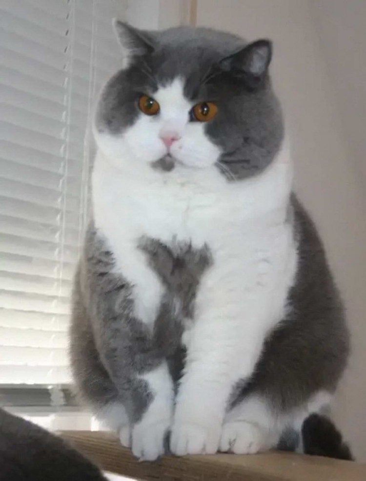 Манчкин кошка короткошерстная