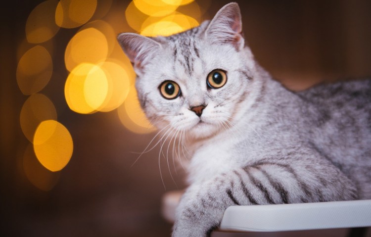 Серая белая кошка