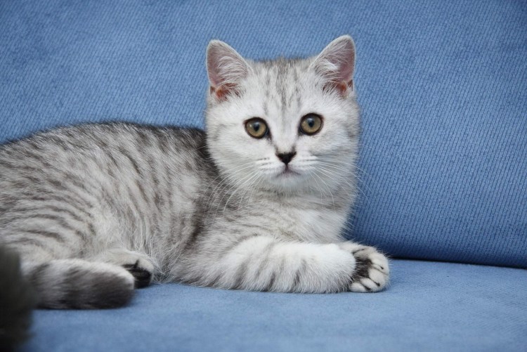 Кот британец белый с серым