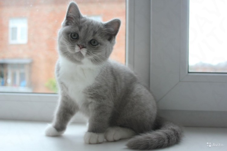 Британка котенок полосатый серый