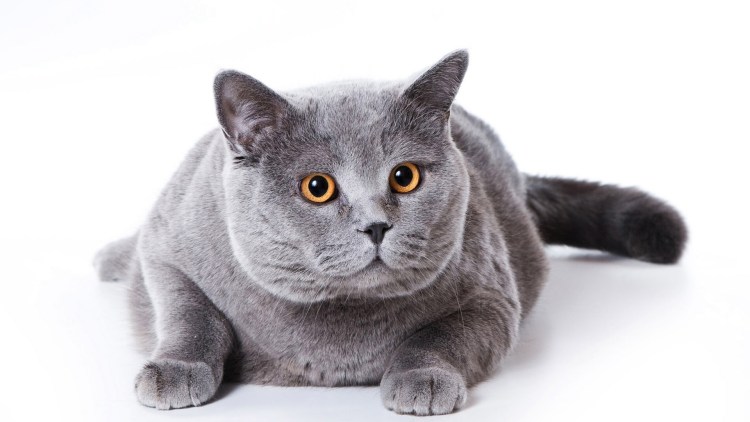 Британская короткошёрстная кошка фото серая