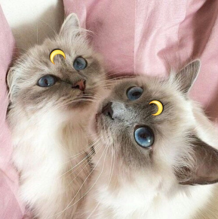 Два друга кота