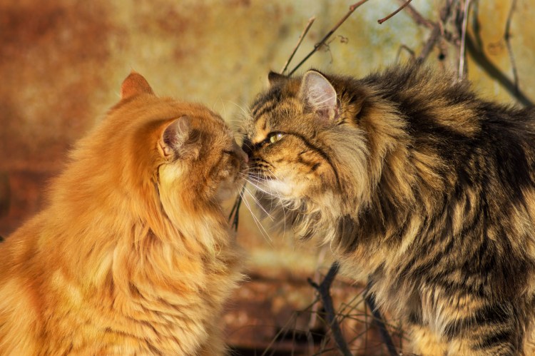 Счастливая кошка