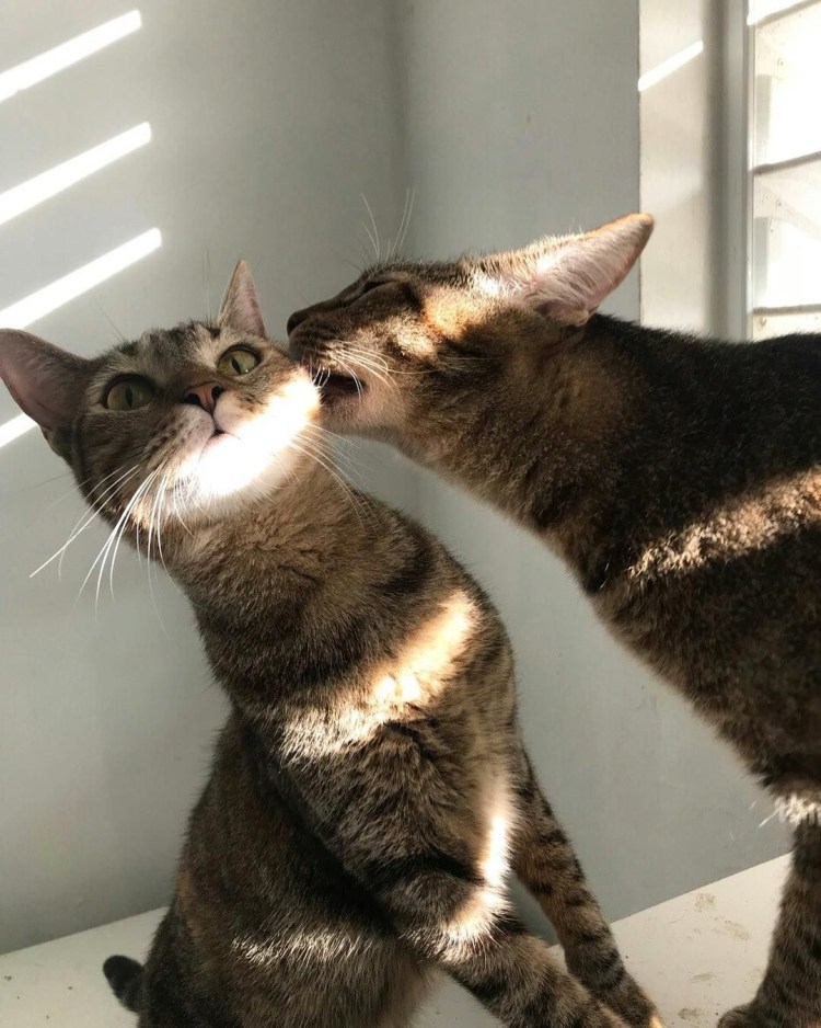 Несколько котиков