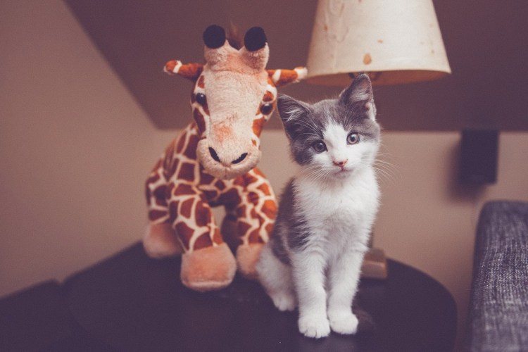 Котики целуются фото