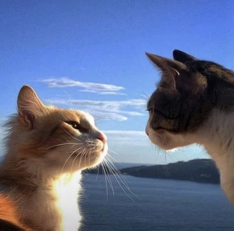 Влюбленные котики